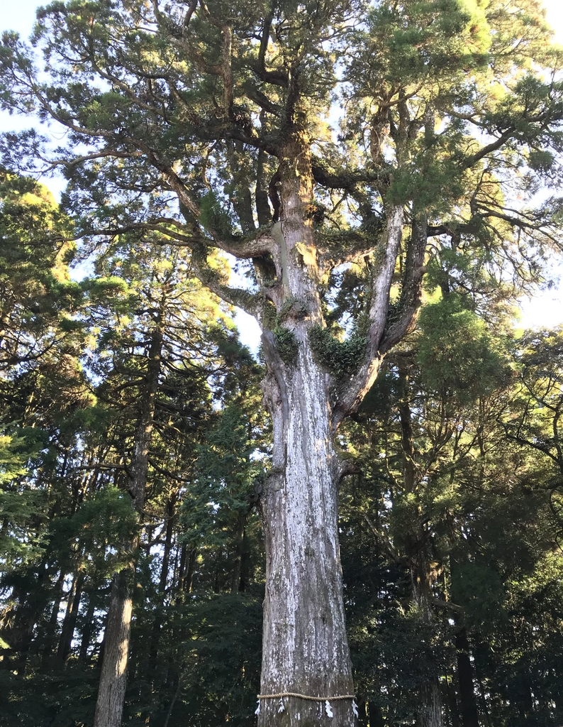 樹齢約800年とされる霧島神宮のご神木の大杉